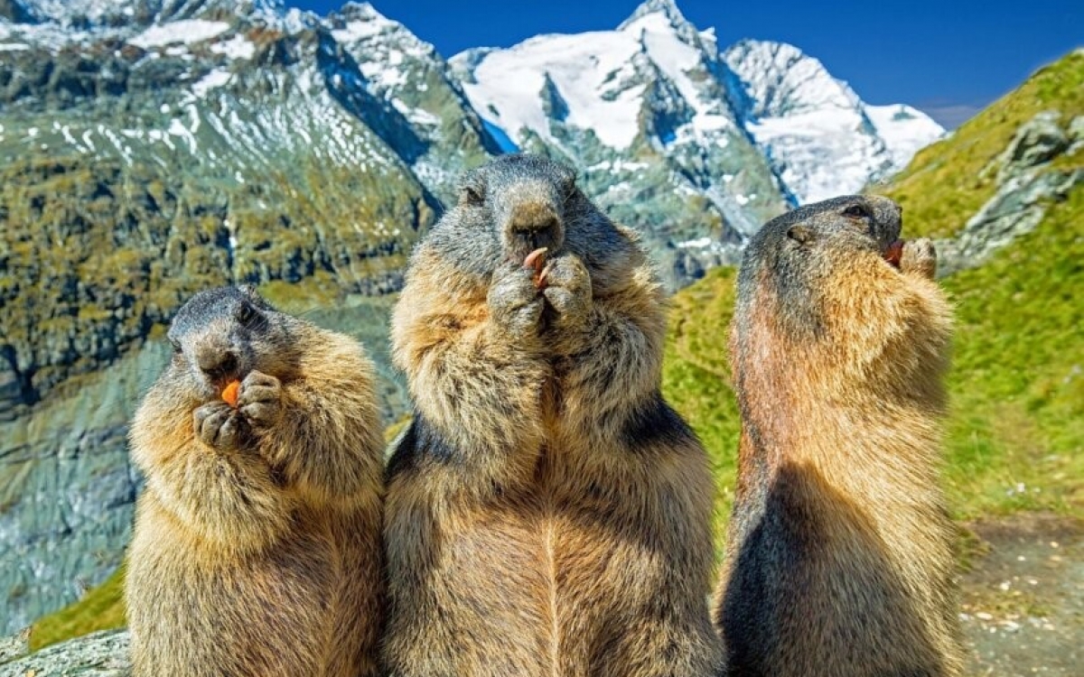 Grossglockner Grossglockner